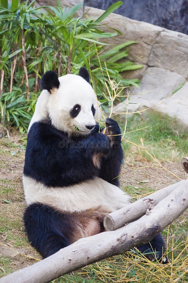 Giant panda sit and eat bamboo