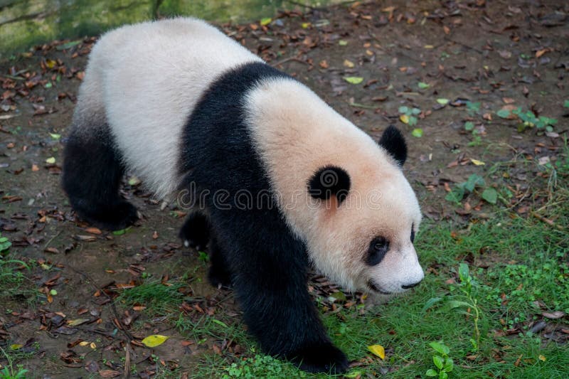 Giant panda walking on the ground in a zoo environment stock image