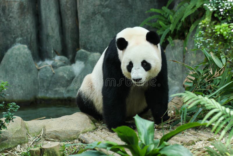 Giant Panda