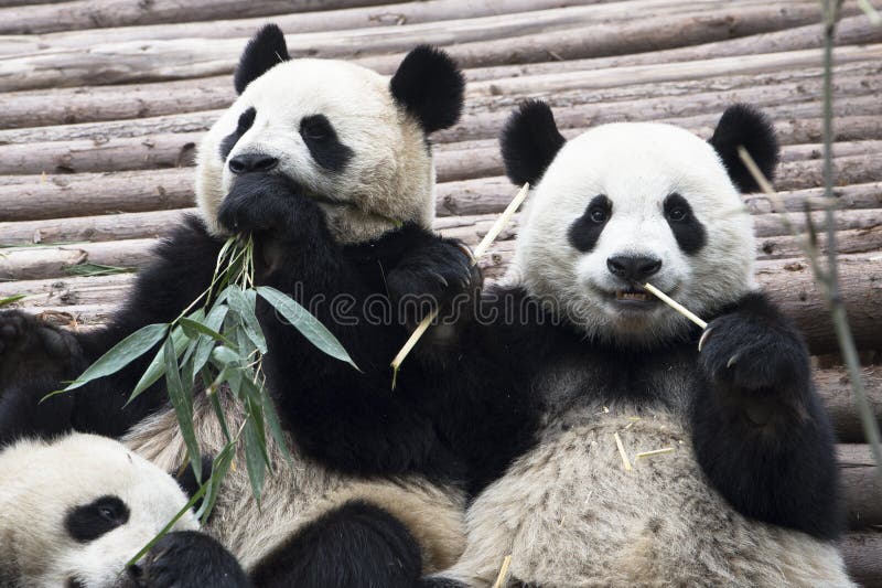 Giant Pandas eating bamboo  in Chengdu  Panda Breeding Research Base  Xiongmao Jidi  China