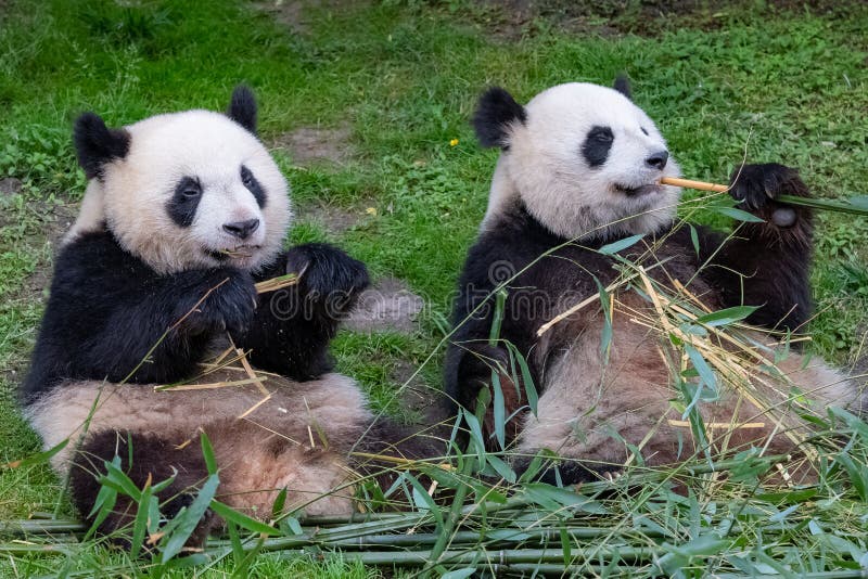 Giant pandas, bear pandas