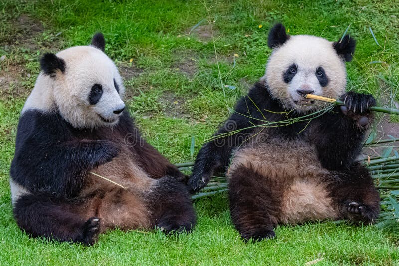 Giant pandas, bear pandas stock photo