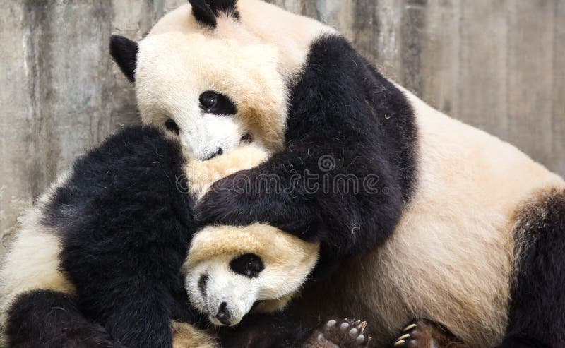 Giant pandas stock photos