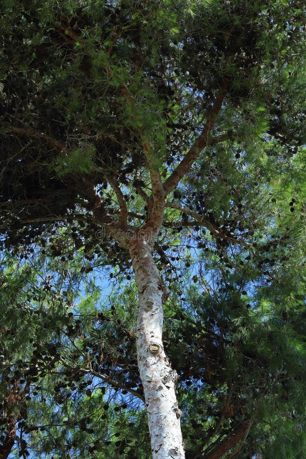 Giant pine tree photo. Trees. royalty free stock photography