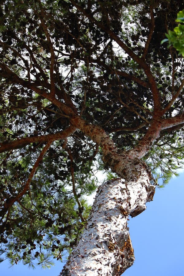 Giant pine tree photo. Trees. stock image