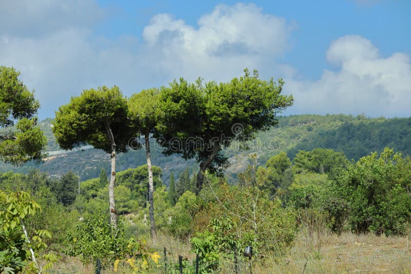 Giant pine tree photo. Trees. royalty free stock image