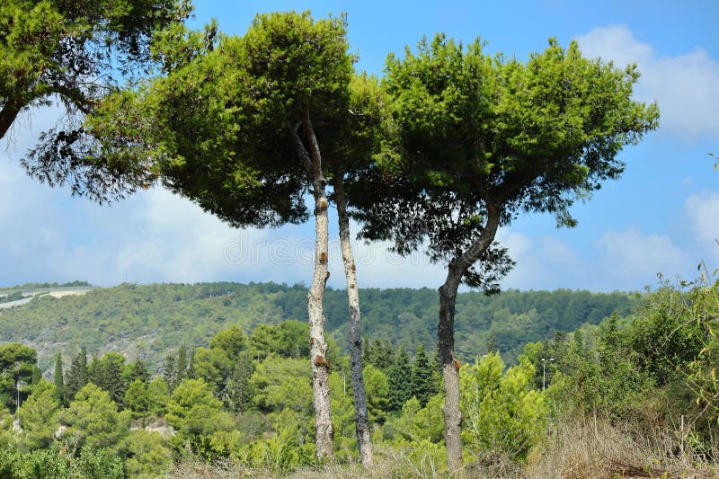 Giant pine tree photo. Trees. stock photos