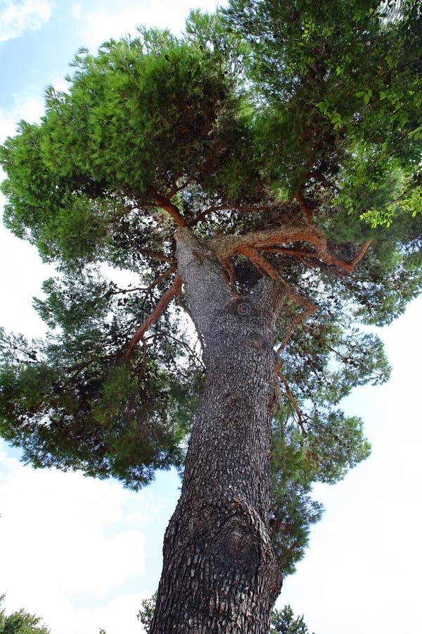 Giant pine tree photo. Trees. stock photography