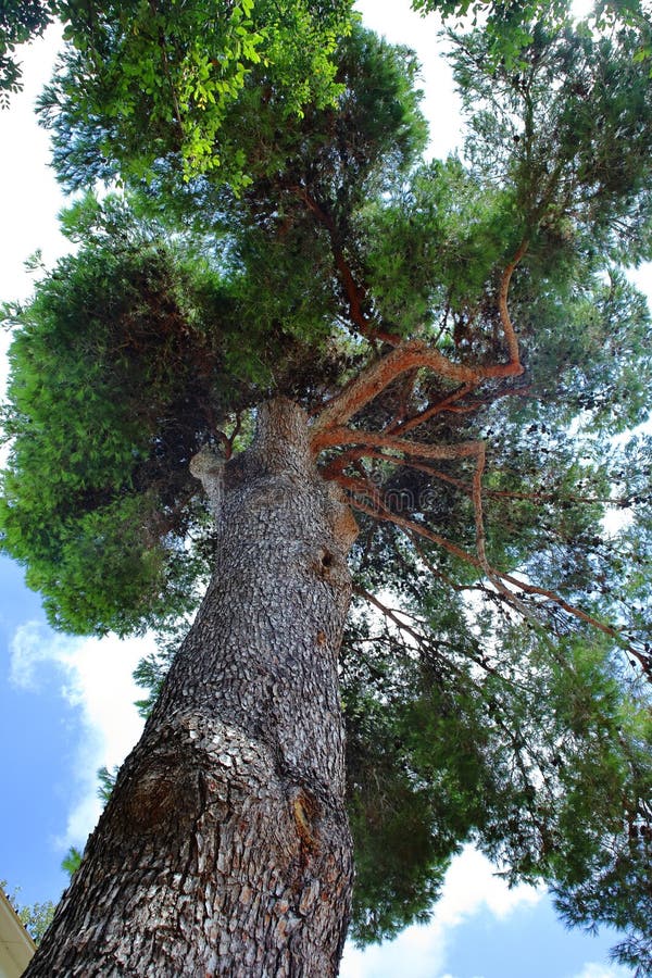 Giant pine tree photo. Trees. stock photo