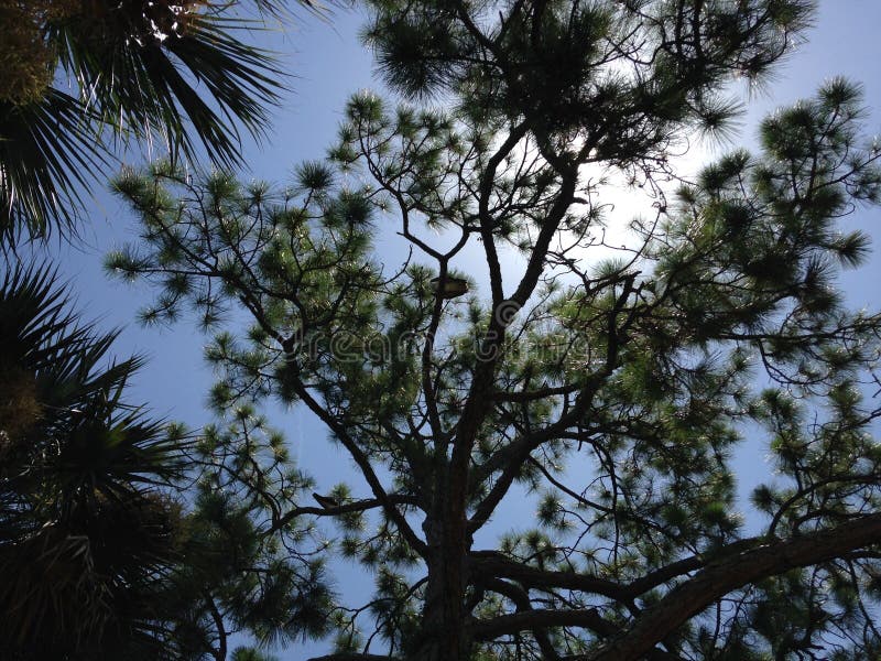 Giant Pine Tree with Seahawk Sitting on it Lit by Sun in Port Orange