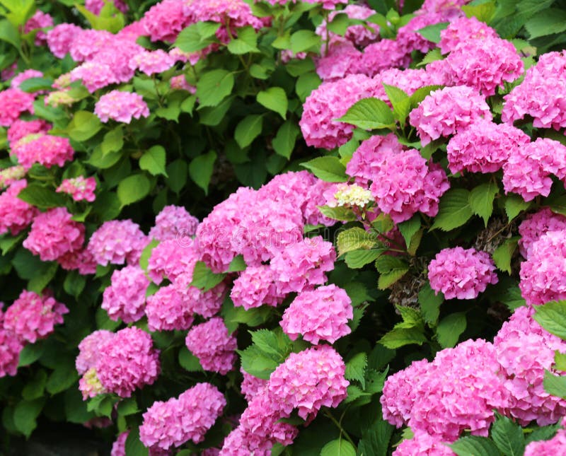 Giant Pink Hydrangeas in a Flower Garden in Spring Stock Photo Image of huge, swingeing 126677814
