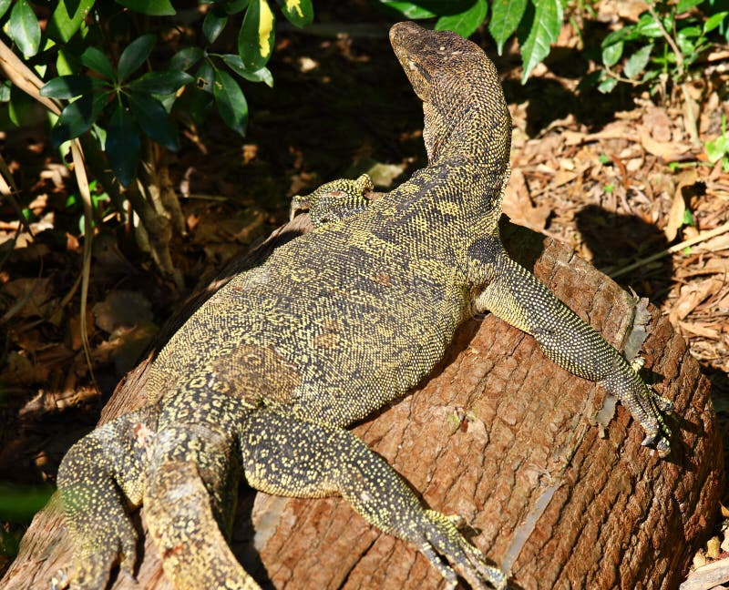 Giant plated lizard 2 stock image. Image of environment - 13603273