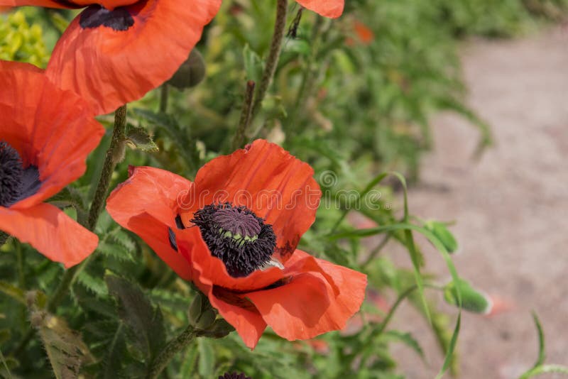 Giant poppy close up royalty free stock photo Giant poppy close up royalty free stock photo