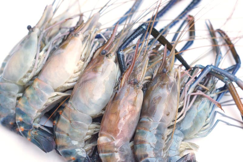 Udang Galah Photos Free Royalty Free Stock Photos From Dreamstime