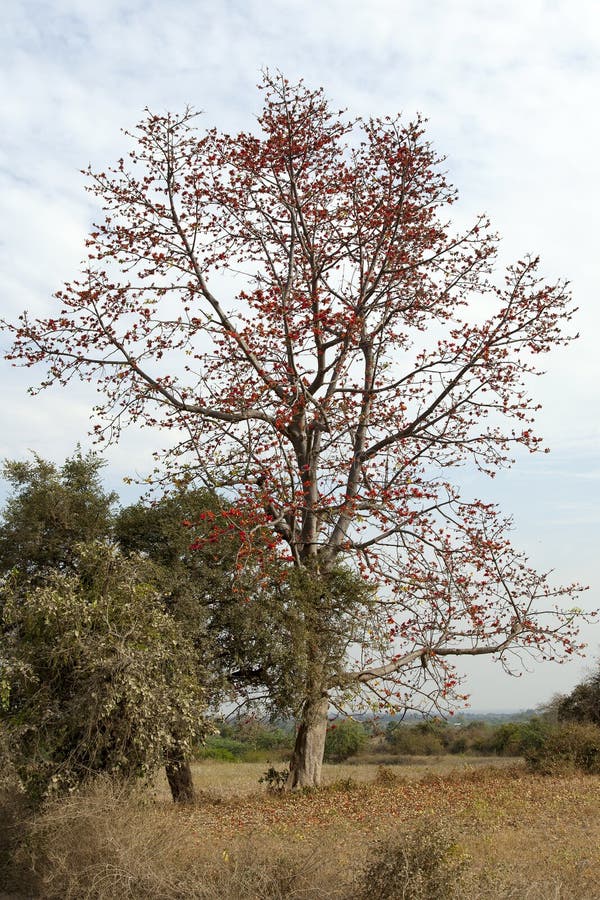 Red Coral Tree in Bloom stock images Red Coral Tree in Bloom stock images