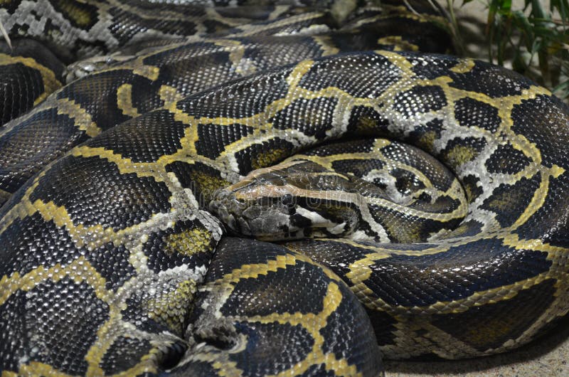 Giant Reticulated Python (Broghammerus reticulatus