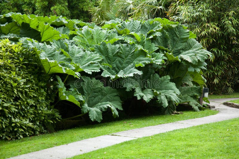 Giant rhubarb plants stock image. Image of giant, ornamental 26359733
