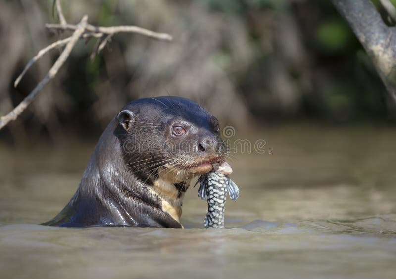 Giant River Otter Eating a Fish in a Natural Habitat Stock Image ...