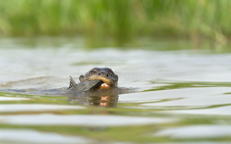 Giant River Otter Eating a Fish in Water Stock Image Biology Diagrams