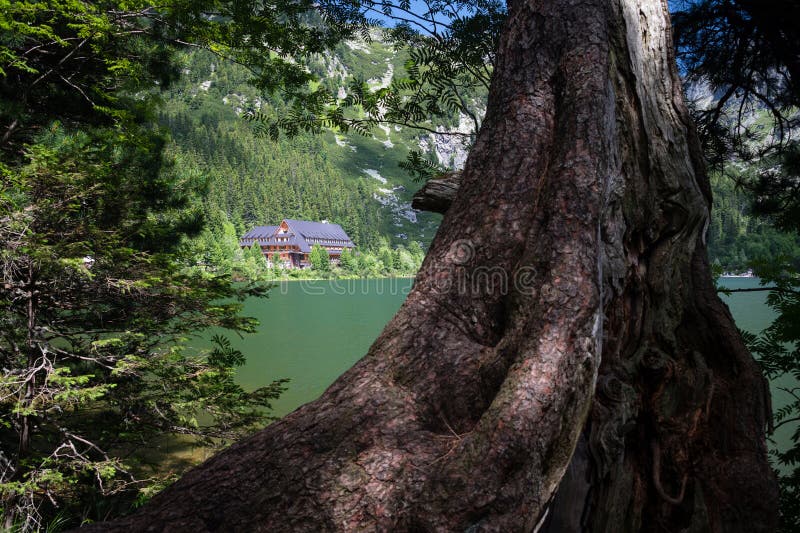 Giant Scotch pine tree on the shore of Mountain lake Popradske Pleso in High Tatras, Slovakia