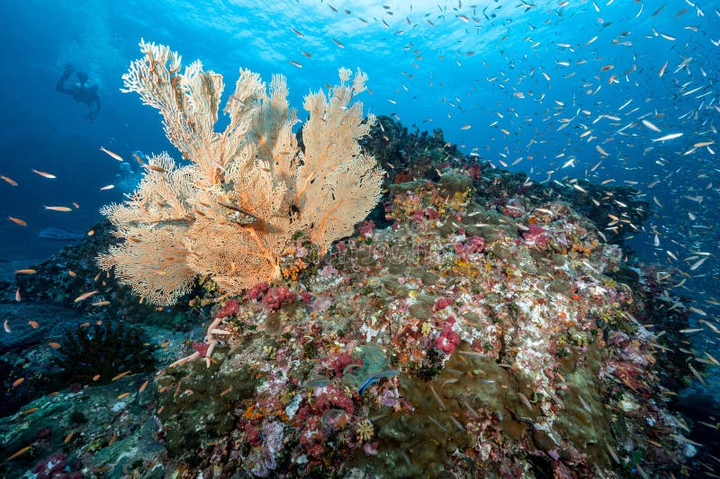 giant-sea-fan-with-coloful-coral-reef-in-thailand-stock-image-image