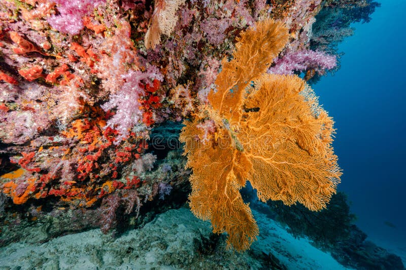 giant-sea-fan-with-colorful-soft-coral-reef-in-thailand-stock-photo