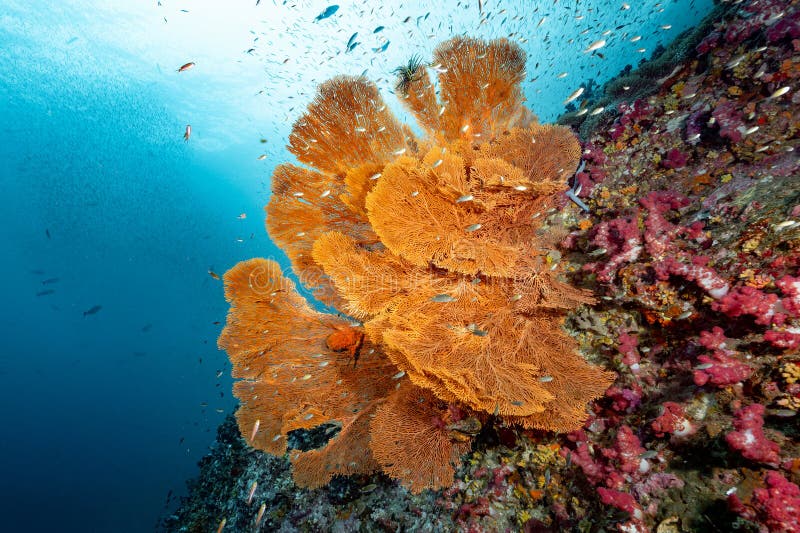 Giant Sea Fan with Colorful Soft Coral Reef in Thailand Stock Image ...
