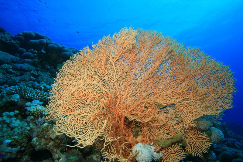 Giant Sea Fan Coral royalty free stock images