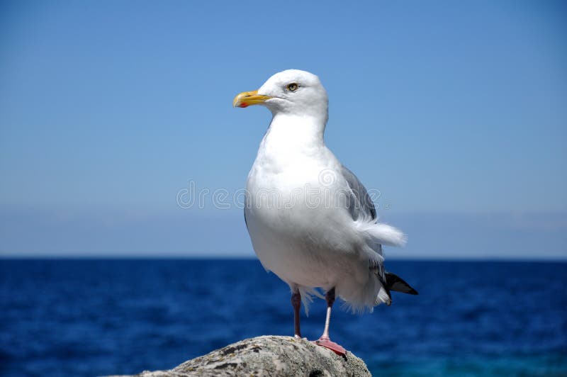 A giant seagull is standing on a rock near the Georgian Bay, Ontario, Canada. I took this picture very close to this seagull and he is not afraid of anyone here, just standing here, just like a bird model.