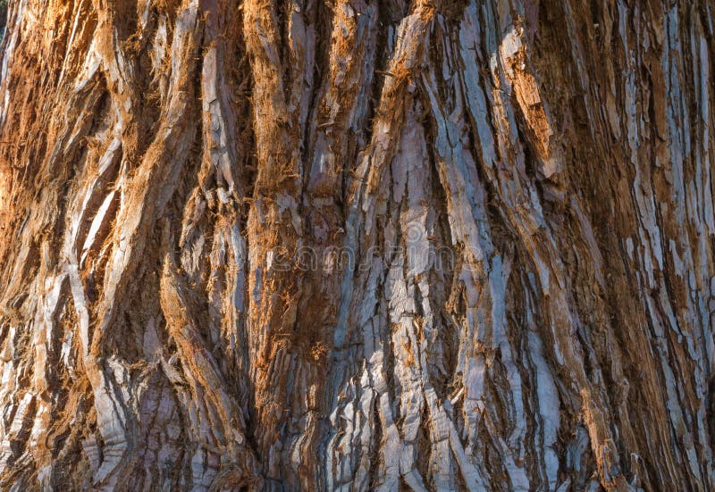 The giant sequoia Sequoiadendron giganteum trunk bark. Close up. Selective focus. r stock image