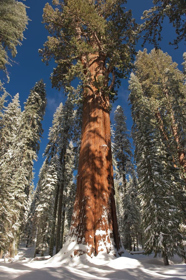 The Giant Sequoia Tree covered in snow