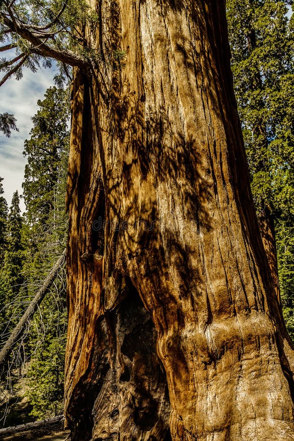 Sequoia And Pine Trees In Guernewood Park Stock Image ...