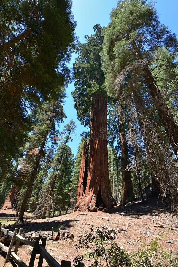 locad sequoia locad sequoia
