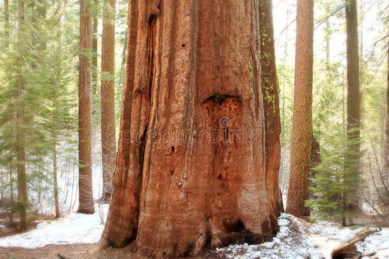 Giant Sequoias,Yosemite National Park