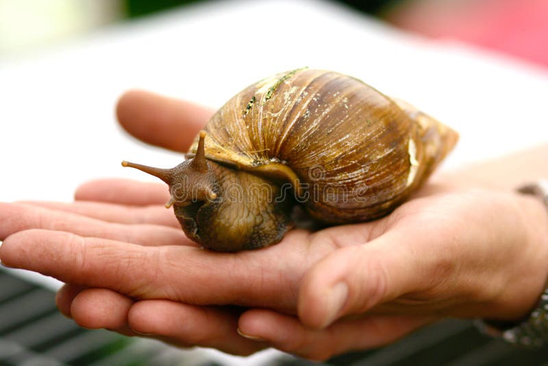 Giant snail for sale stock photo. Image of display, texture 2928746