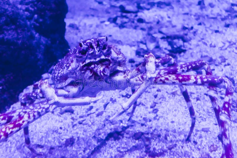 460 Japanese Spider Crab Photos Free Royalty Free Stock Photos From Dreamstime
