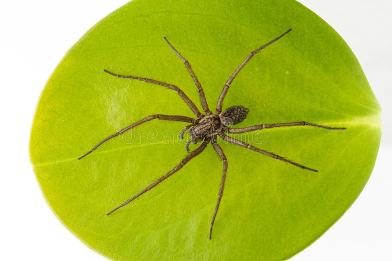 Giant spider Eratigena atrica on a green leaf.