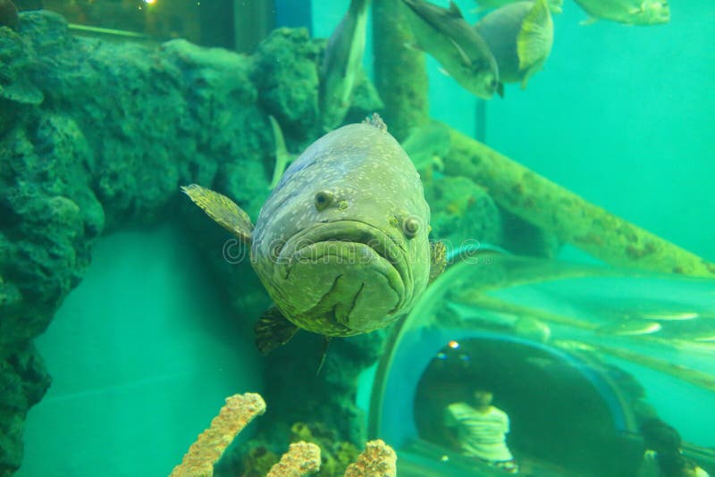biggest grouper fish ever recorded biggest grouper fish ever recorded