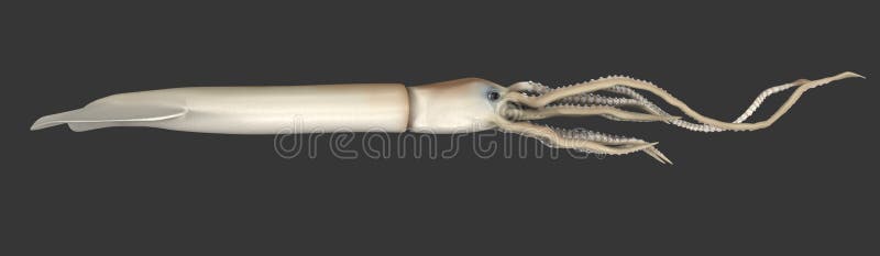Giant Squid (Architeuthis) Stock Illustration - Image: 46128613