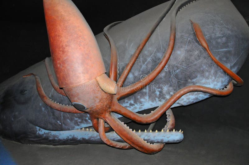 giant squid model