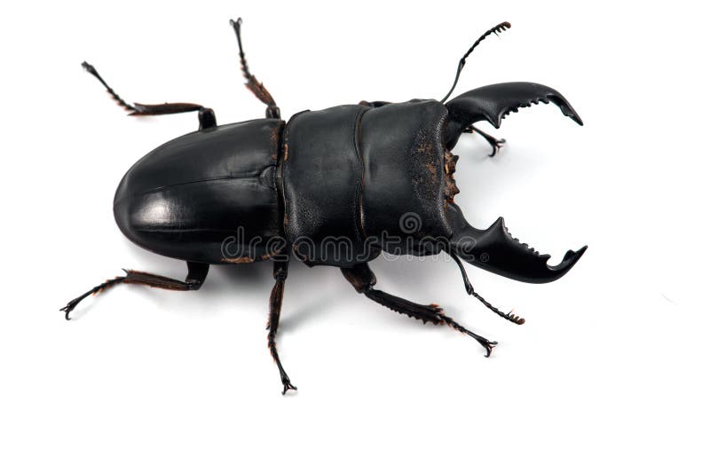 Giant Stag Beetle Isolated on White Background Stock Image Image of
