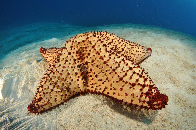 giant starfish