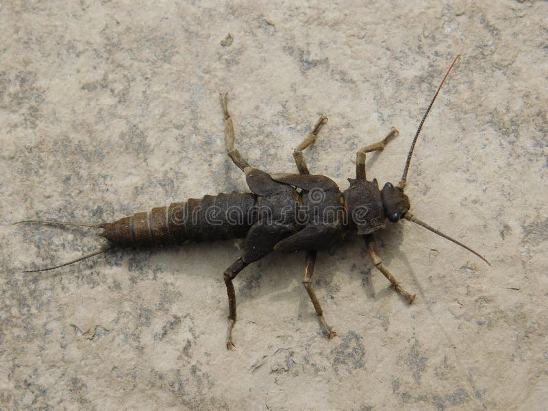 Giant Stonefly Stock Photos - Free & Royalty-Free Stock Photos from  Dreamstime
