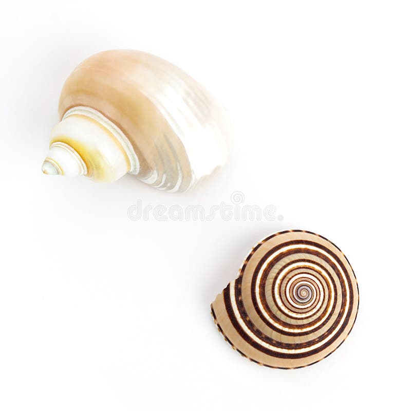 Giant Sundial And Turban Snail Shells