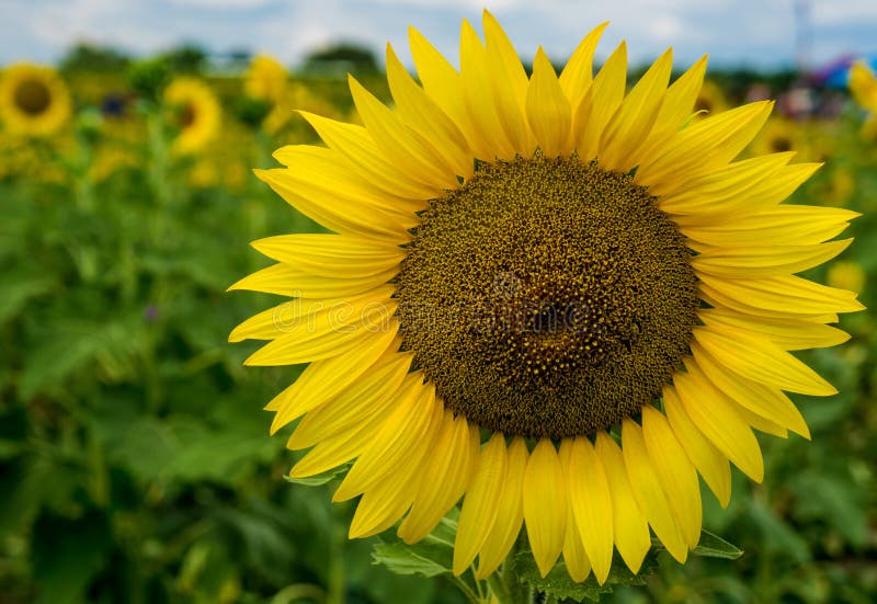 Close-up view a giant sunflower on a beautiful sunny autumn day located in sunflower field in Botetourt County, Virginia, USA. Close-up view a giant sunflower on a beautiful sunny autumn day located in sunflower field in Botetourt County, Virginia, USA.