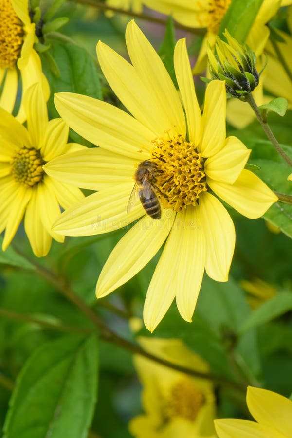 Tall sunflower, Helianthus giganteus is a perennial, flowering plant in the aster family or Asteraceae. This North-American wildflower has a rough, reddish with lanceolate leaves and light yellow daisy-like flowers. Wild plant stock photo, flora, inflorescence, botanical rarity, cultivar, variety or hybrid, endemic in natural habitat. Tall sunflower, Helianthus giganteus is a perennial, flowering plant in the aster family or Asteraceae. This North-American wildflower has a rough, reddish with lanceolate leaves and light yellow daisy-like flowers. Wild plant stock photo, flora, inflorescence, botanical rarity, cultivar, variety or hybrid, endemic in natural habitat.