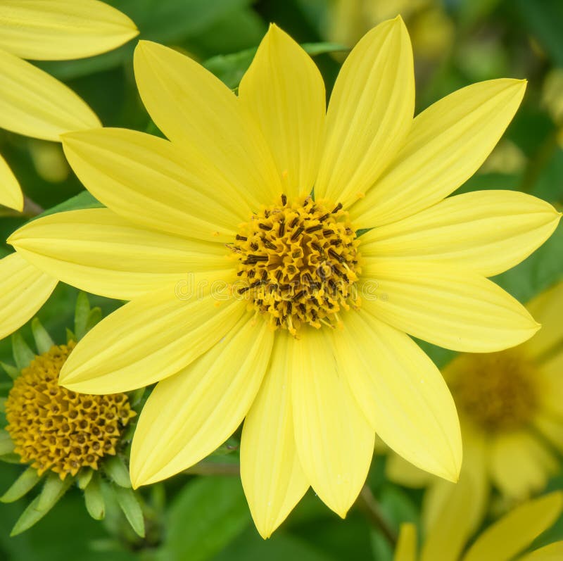 Tall sunflower, Helianthus giganteus is a perennial, flowering plant in the aster family or Asteraceae. This North-American wildflower has a rough, reddish with lanceolate leaves and light yellow daisy-like flowers. Wild plant stock photo, flora, inflorescence, botanical rarity, cultivar, variety or hybrid, endemic in natural habitat. Tall sunflower, Helianthus giganteus is a perennial, flowering plant in the aster family or Asteraceae. This North-American wildflower has a rough, reddish with lanceolate leaves and light yellow daisy-like flowers. Wild plant stock photo, flora, inflorescence, botanical rarity, cultivar, variety or hybrid, endemic in natural habitat.