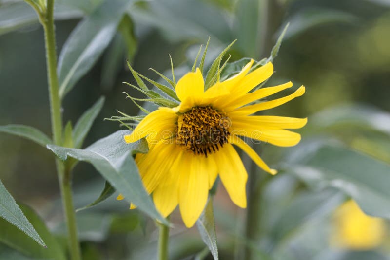 Flower of a giant sunflower, Helianthus giganteus