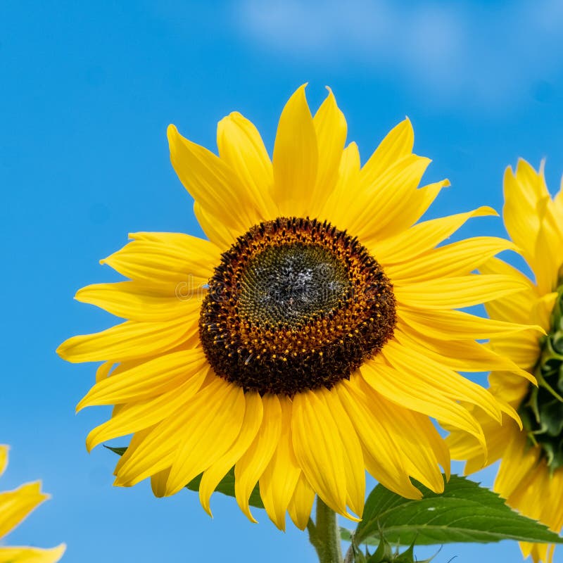 A Giant Sunflower (Helianthus giganteus) against a beautiful blue sky in the summer sunshine. A Giant Sunflower (Helianthus giganteus) against a beautiful blue sky in the summer sunshine.