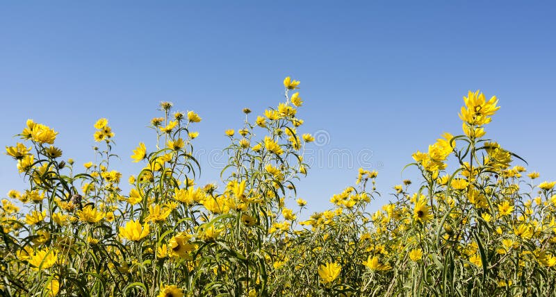 Photo of a field of Giant Sunflowers, Helianthus giganteus against a clear blue sky. Very tall wildflowers that can reach 7 foot tall.